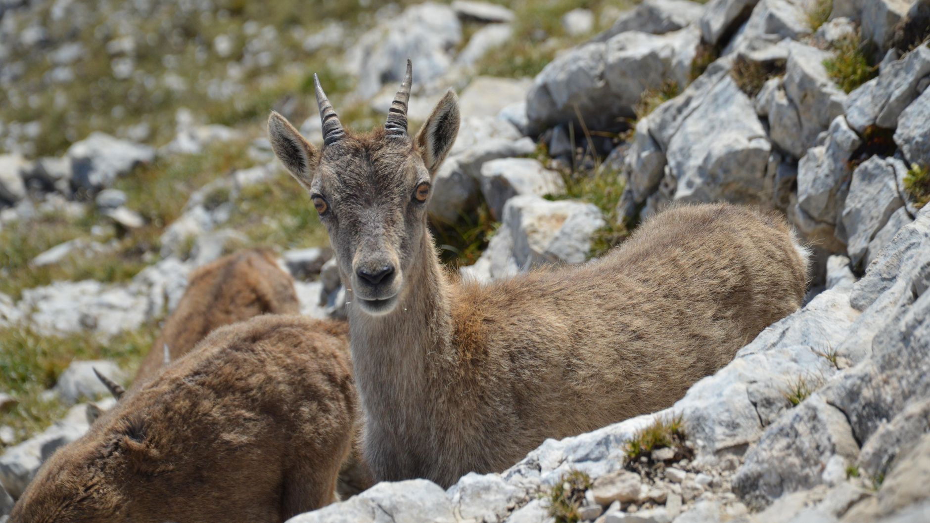 Les incendies de l'été 2023 modifient la pratique de la chasse en France