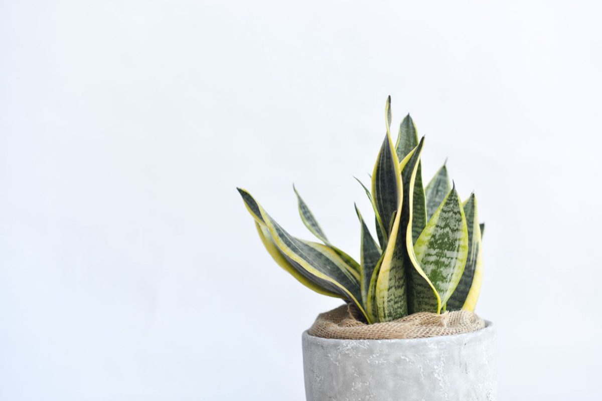 Meilleures plantes d'intérieur pour un air intérieur plus sain