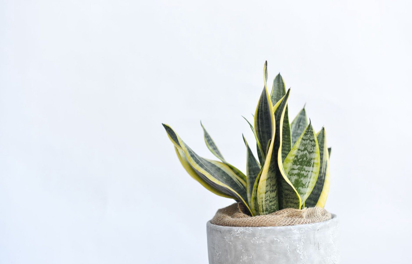 Meilleures plantes d'intérieur pour un air intérieur plus sain