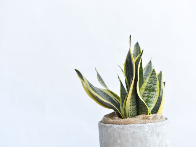 Meilleures plantes d&rsquo;intérieur pour un air intérieur plus sain