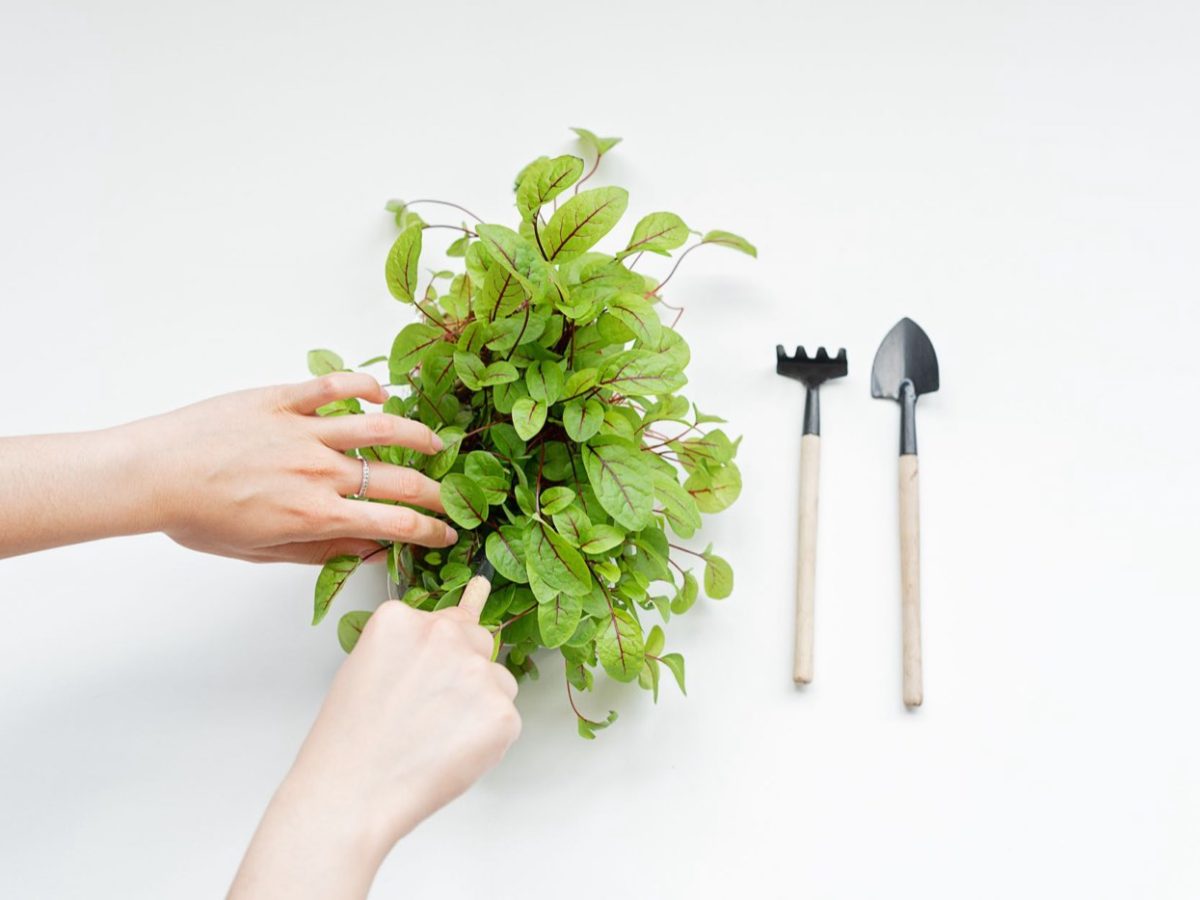 Meilleurs outils pour balcon et petit jardin
