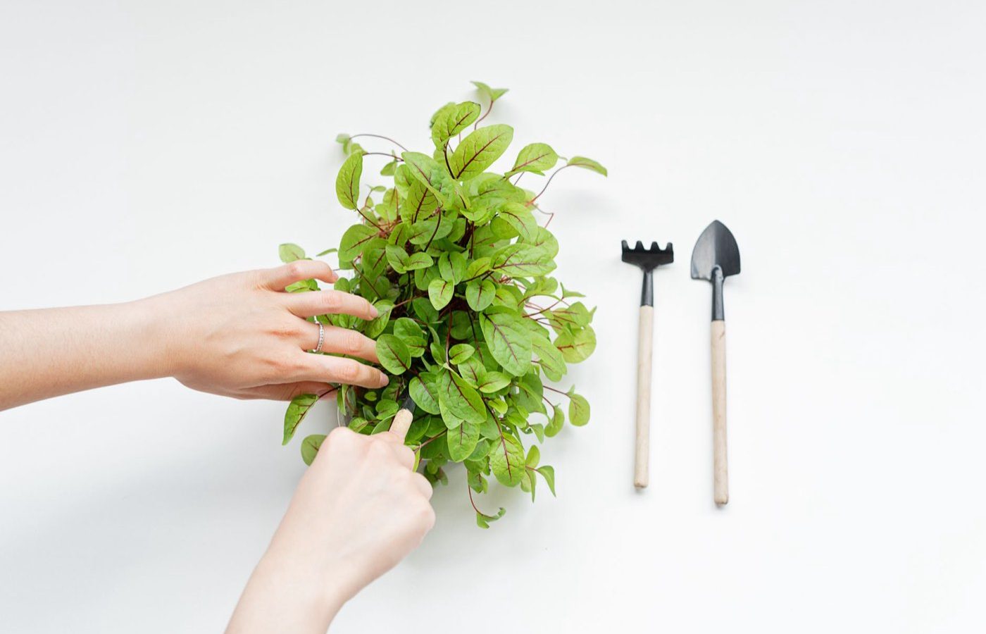 Meilleurs outils pour balcon et petit jardin