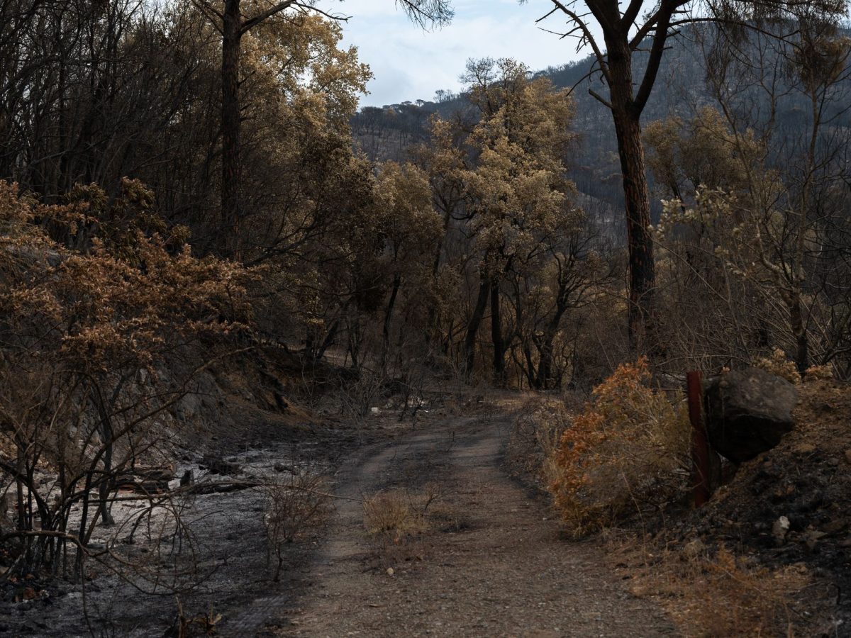 Dès cet été, ces départements français en alerte rouge incendie