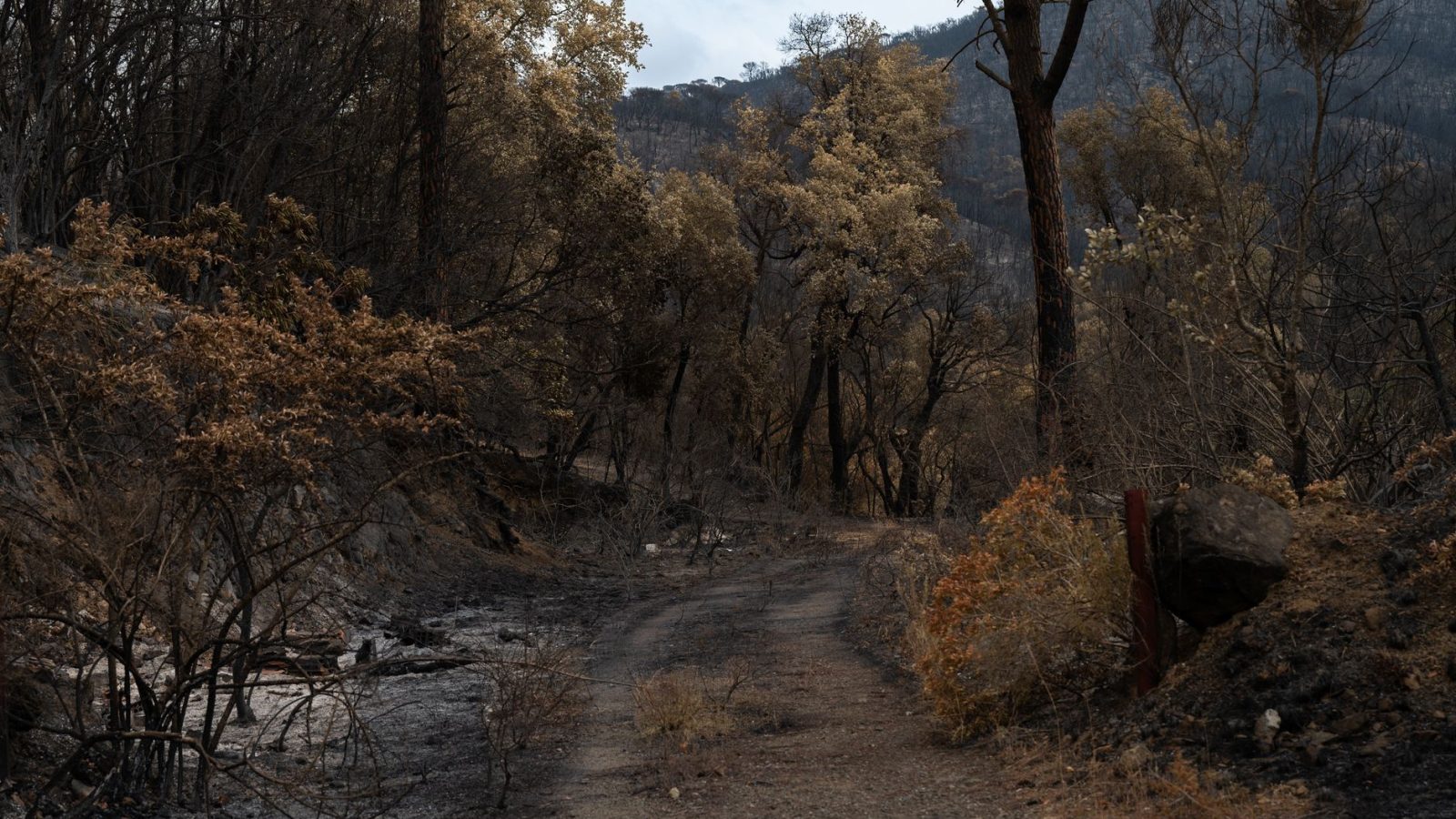 Dès cet été, ces départements français en alerte rouge incendie