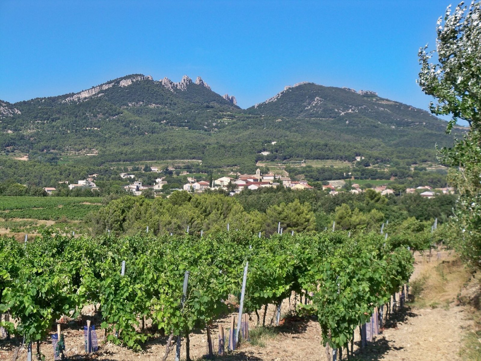 Vignes et village de Vacqueyras au pied des Dentelles de Montmirail